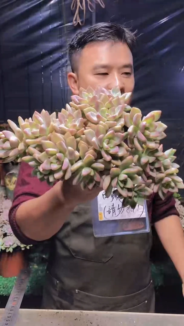 203淡雪缀化（一物一拍）