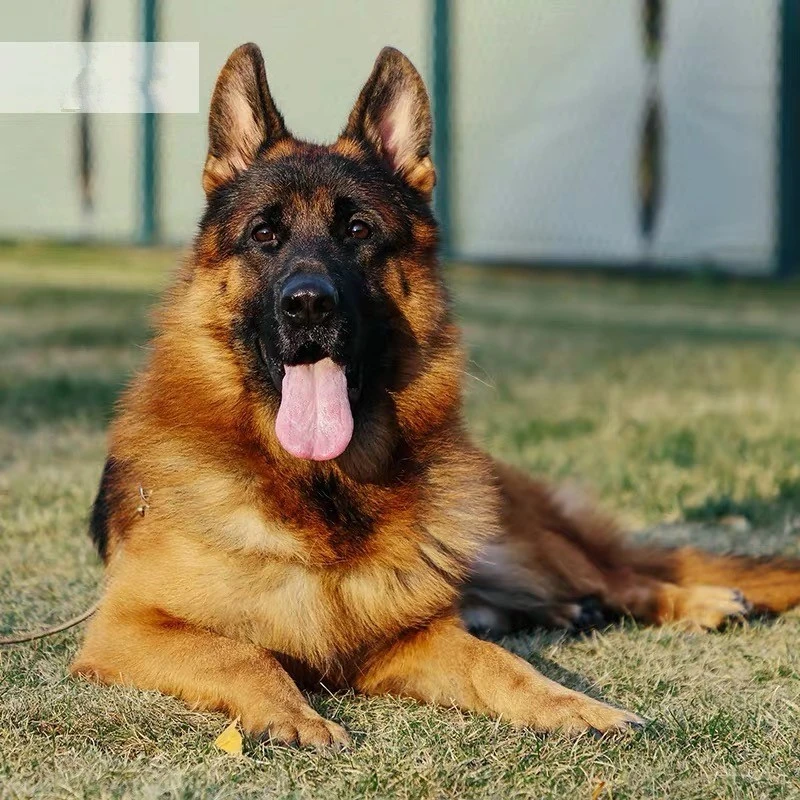 【福利款】德国牧犬幼犬活体宠物狗狗纯种德牧
