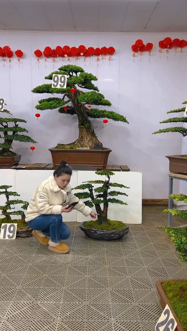 【闪购商品】盆景1