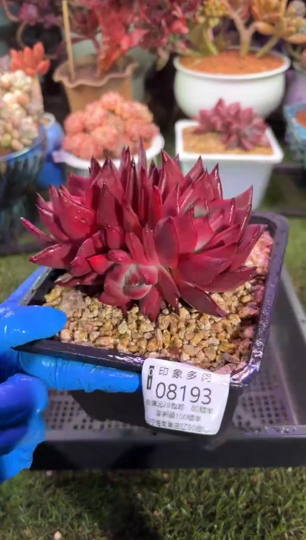 【闪购商品】08193