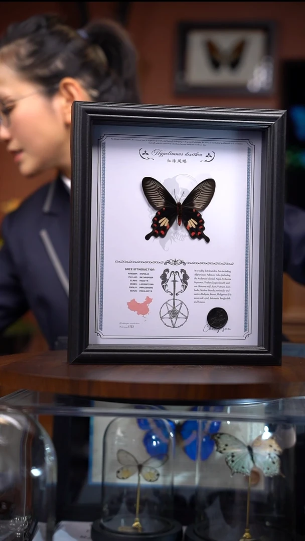 Q46    红珠凤蝶      一图一物    拍下不退不换