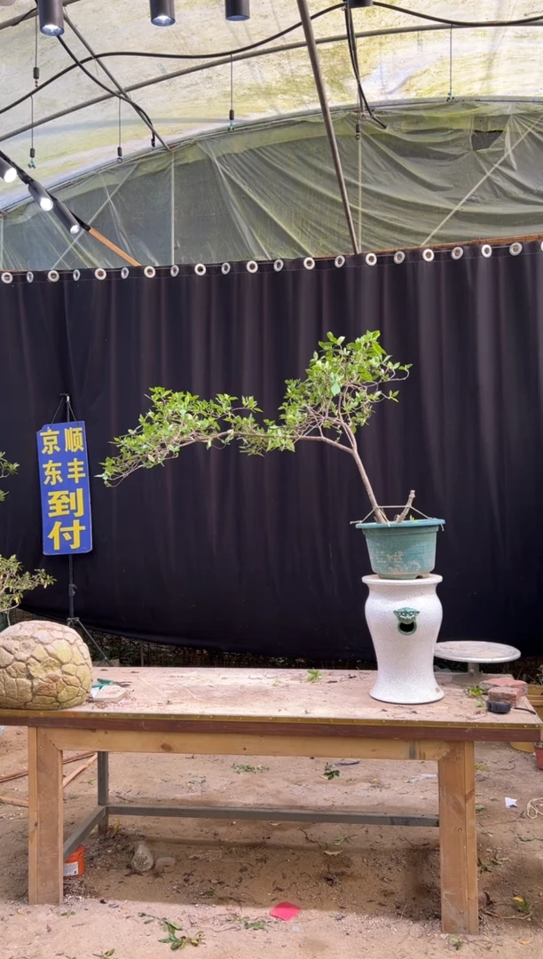 无花朵李****?海岛栀子花