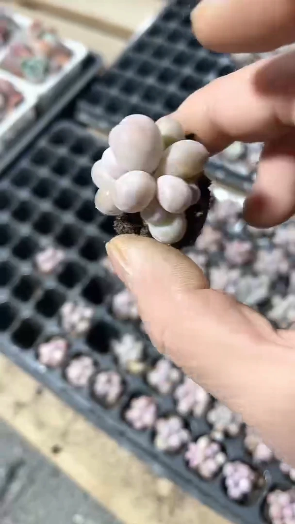 【闪购商品】穴盘汤圆多肉一颗