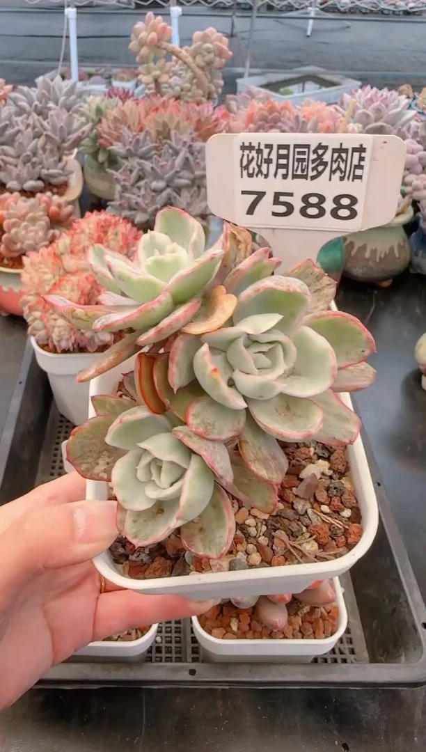 【闪购商品】7588.