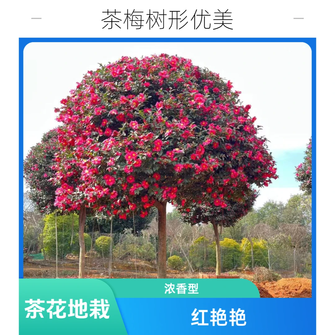 原生茶花户外地栽6-7公分红赤丹浓香型室内庭院绿化耐寒茶花