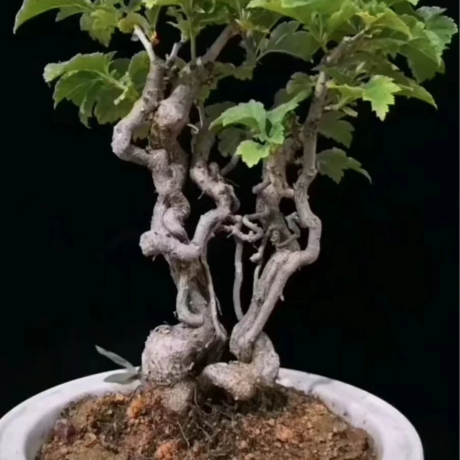 山里红花盆景素材独特造型