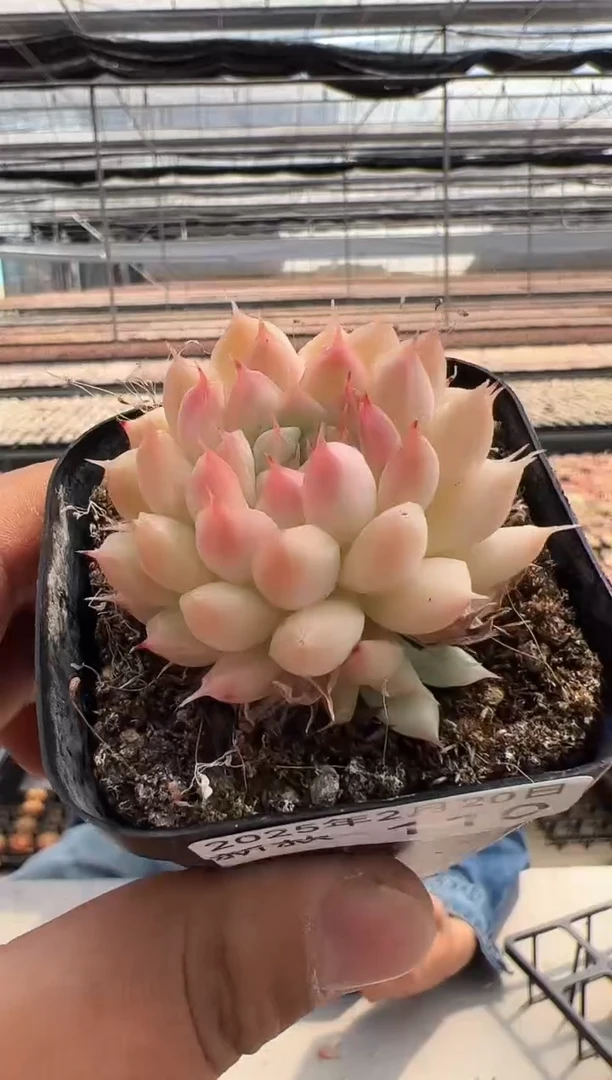 【闪购商品】新款多肉-110