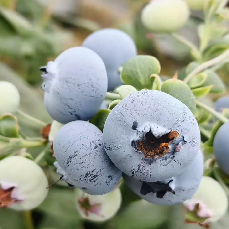 [特大果]15-18mm新鲜采摘 花香蓝莓 酸甜爆汁 顺丰冷链包邮