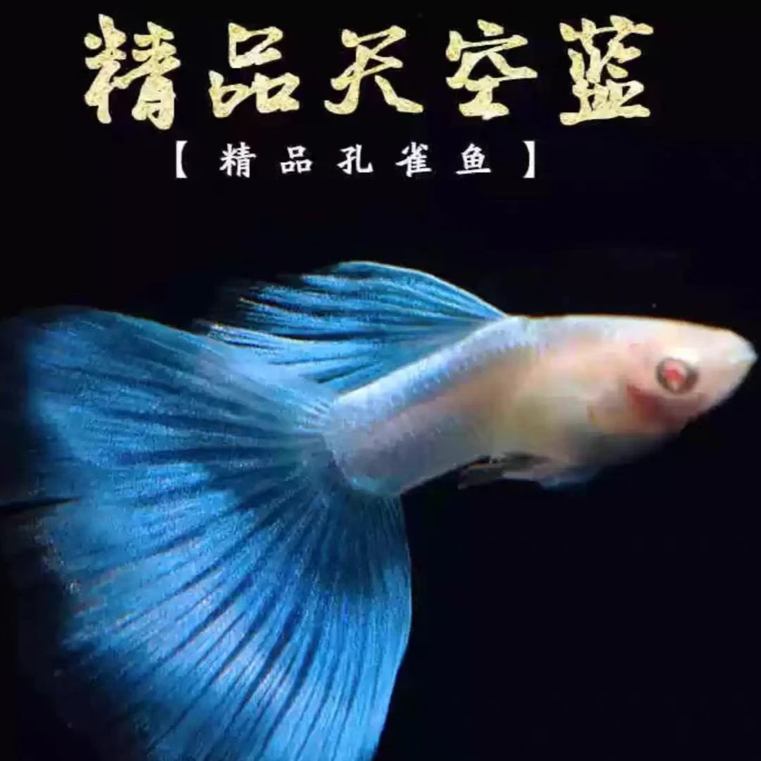 精品日系天空蓝孔雀鱼 小型热带观赏鱼