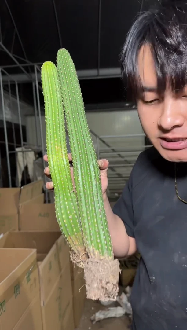 金一+金四 毛花柱【带根】