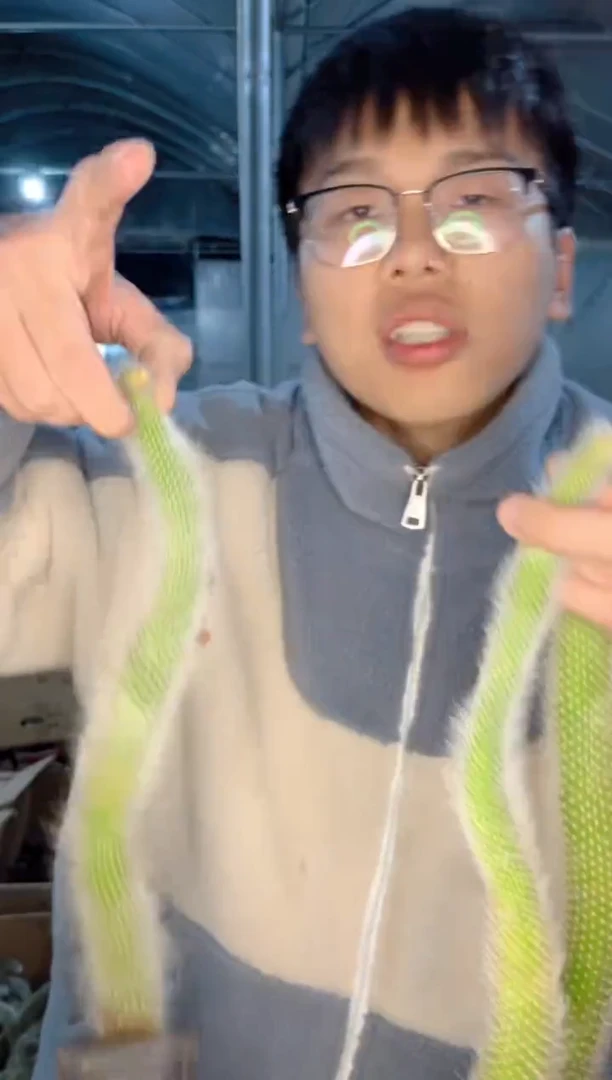 【闪购商品】3颗九尾狐「带根」