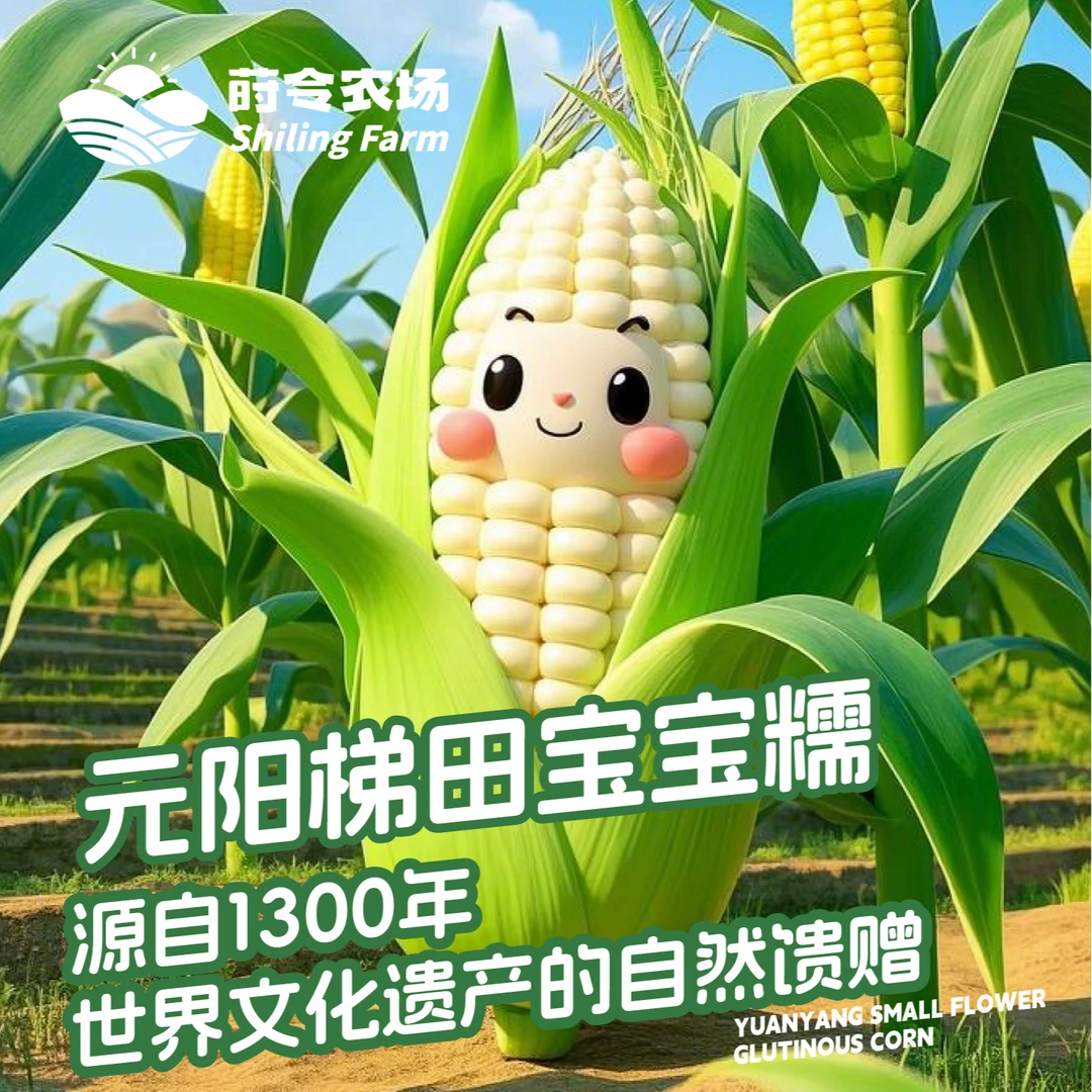 云南元阳梯田宝宝糯玉米非转基因云南甜糯鲜小玉米