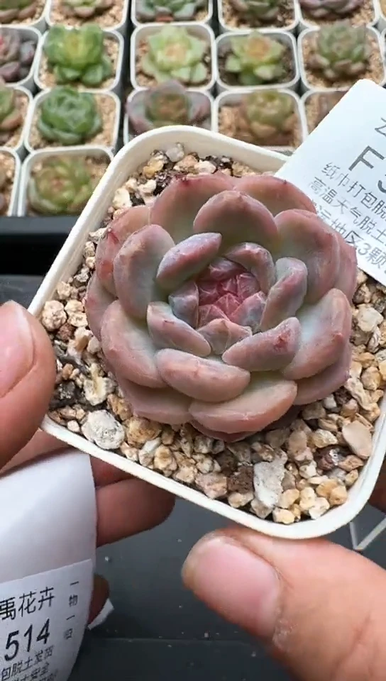 513F云禹多肉植物 默认脱土纸巾打包 3颗包邮