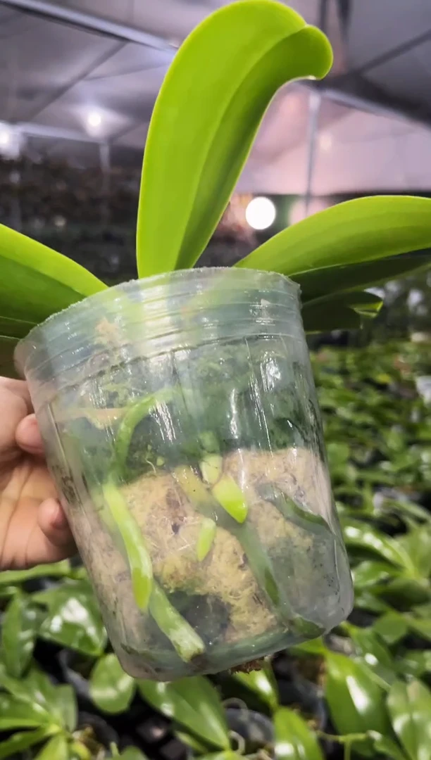 当前无花栽培后可以开花红鹿角交盾