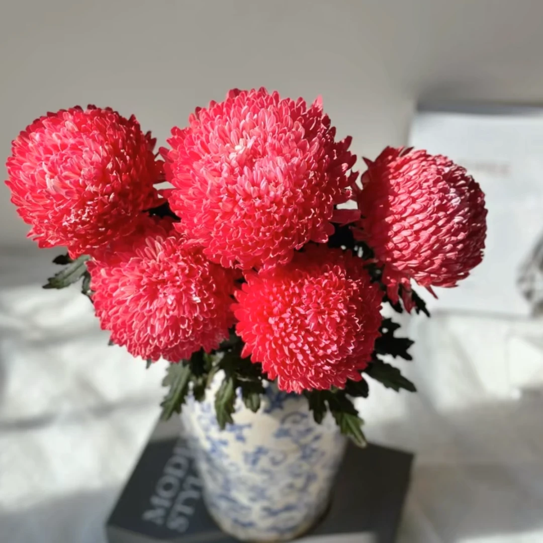 【鲑鱼粉牡丹菊5支】京津冀今天下单明天送