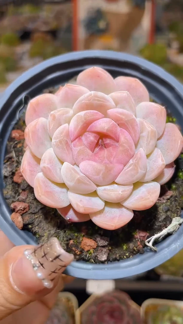 【闪购商品】333梦境