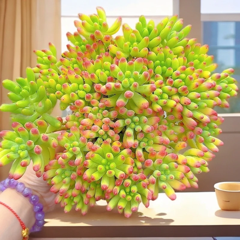 三岁家  带香味的万花筒 【带盆土】 盆栽植物  新手上盆好养漂亮
