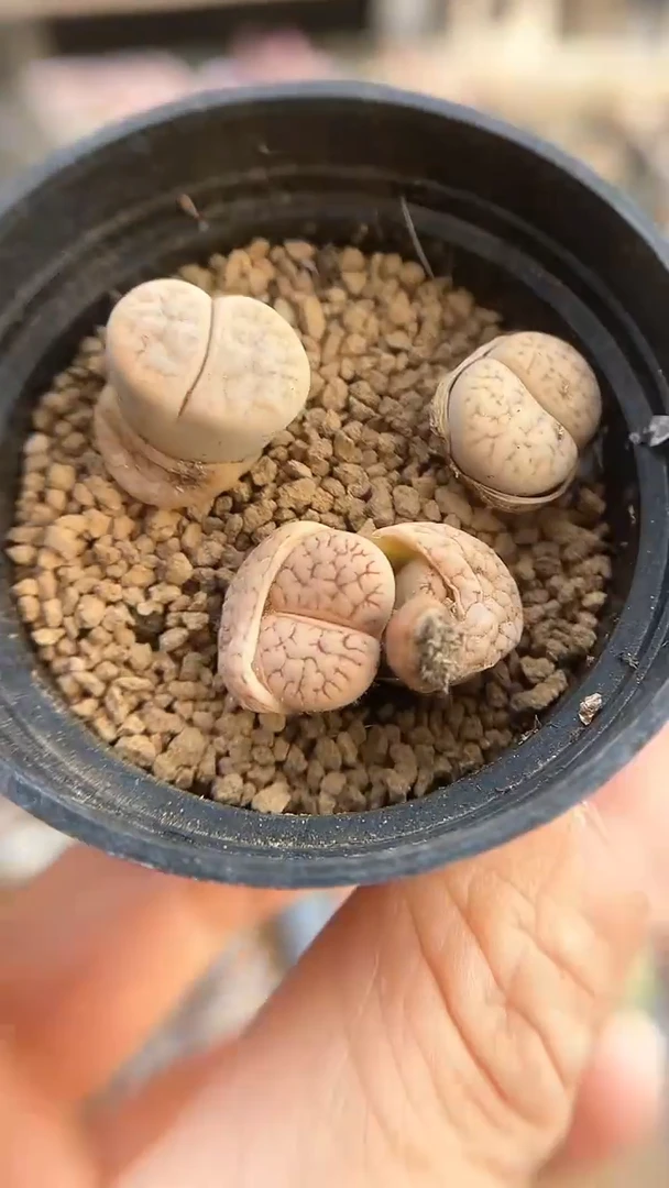 【闪购商品】9584直播一物一拍