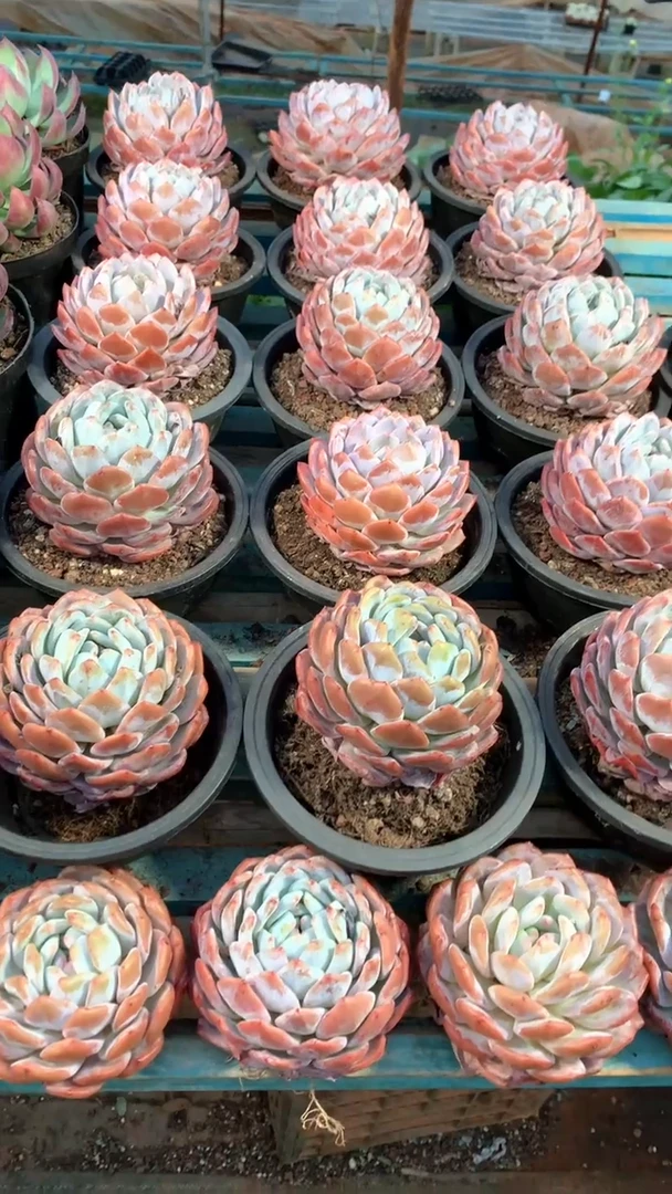 精控橙梦露1颗脱土【2单包邮】