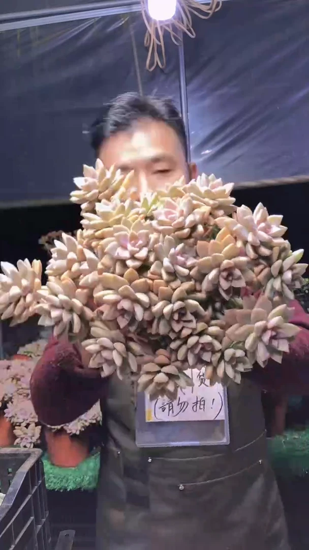 255淡雪缀化一物一拍
