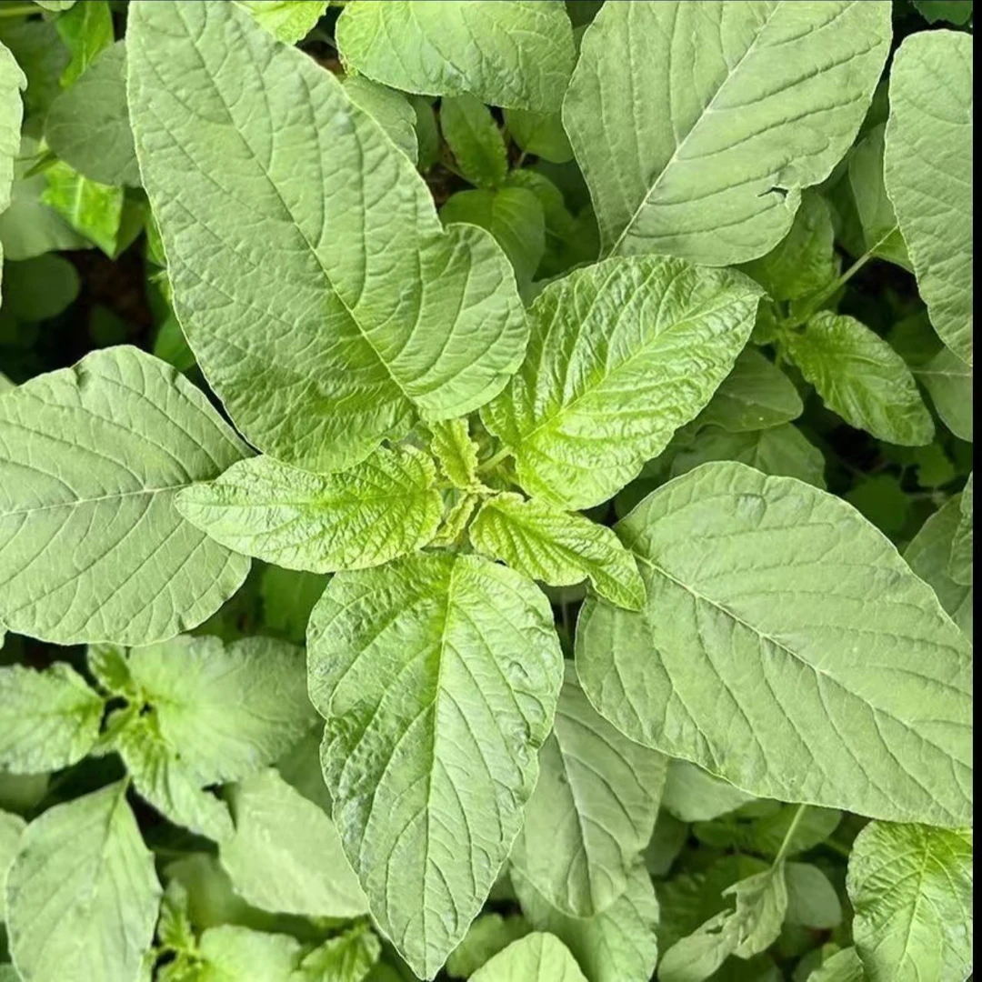 清水苋菜 密云野生苋菜 凉拌包包子炒菜1-3斤莼菜仁星菜苋菜绿色蔬菜