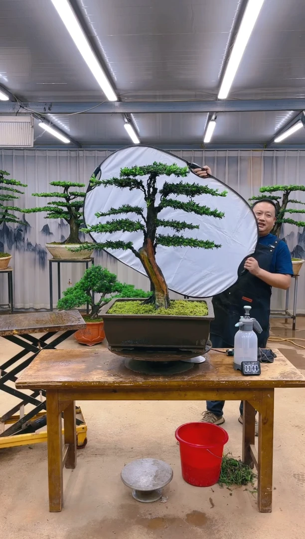 木精品盆景  一物一拍