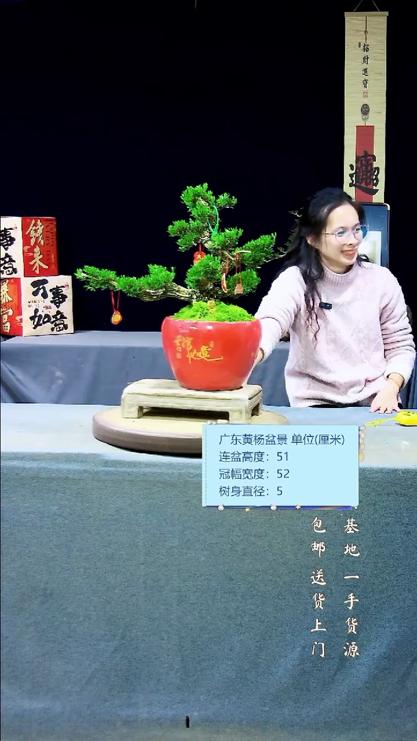 【闪购商品】黄杨盆景黄杨盆景