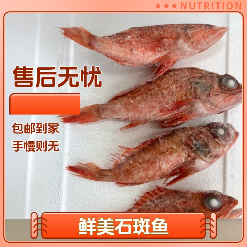 渔鲜福山东青岛海捕石斑鱼 4斤 顺丰包邮石九公鱼做汤很佳