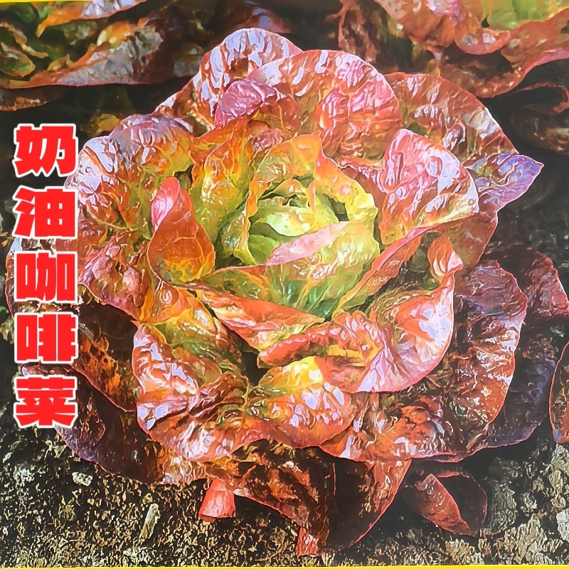 奶油咖啡紫生菜种子耐热耐寒可四季播种适合生吃汉堡紫叶蔬菜种子