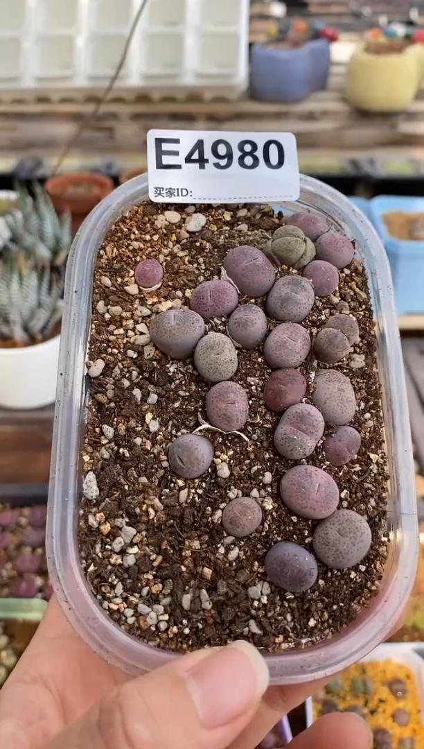 4980直播一物一拍