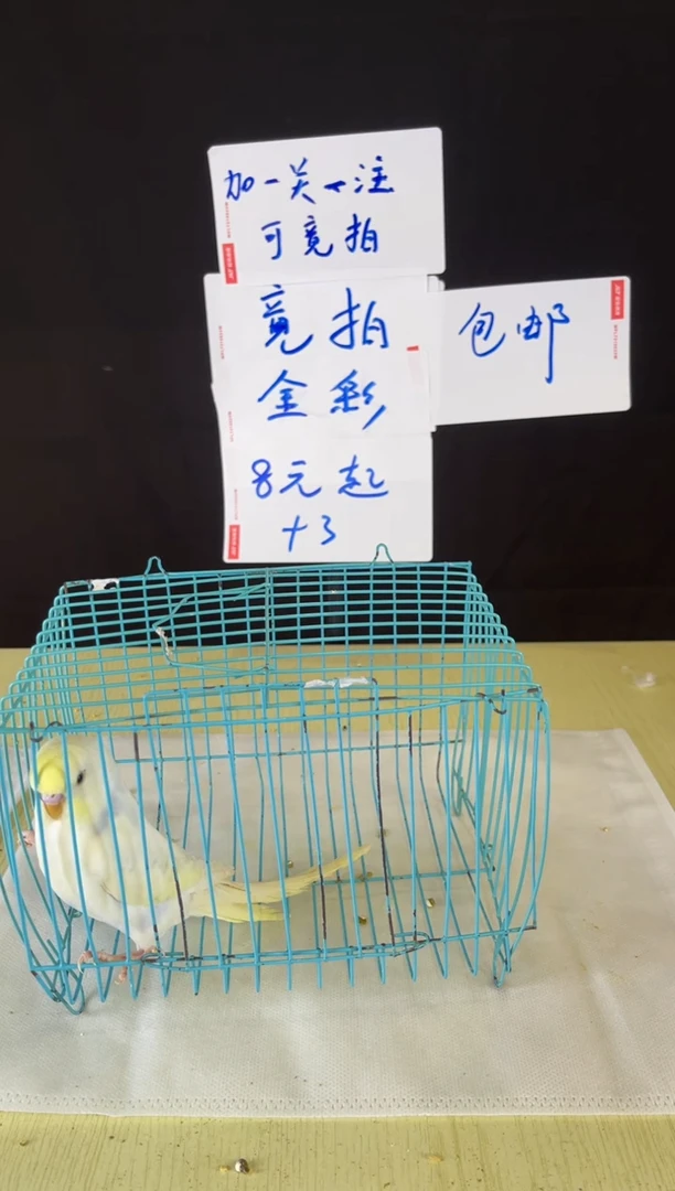 虎皮鹦鹉特色虎皮