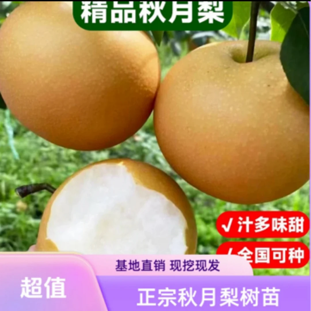 【抢！正宗秋月梨嫁接树苗】3颗包邮！南北方阳台庭院盆栽地栽易活
