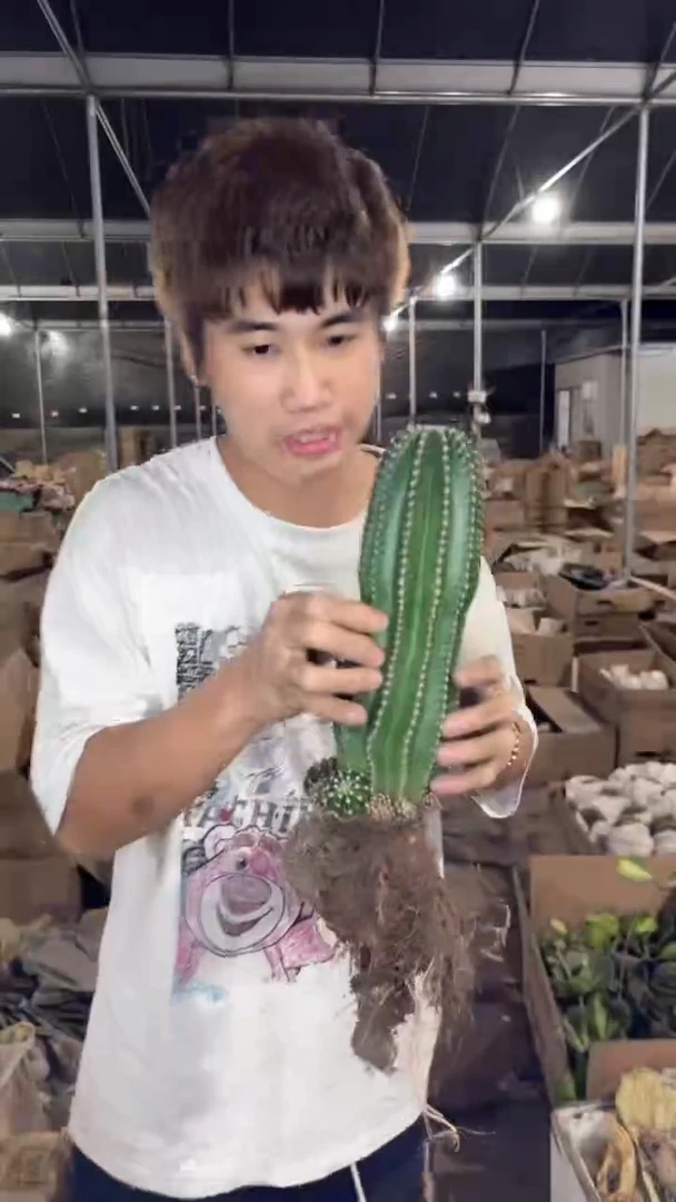 大号 黑金刚【带根】高15-20cm