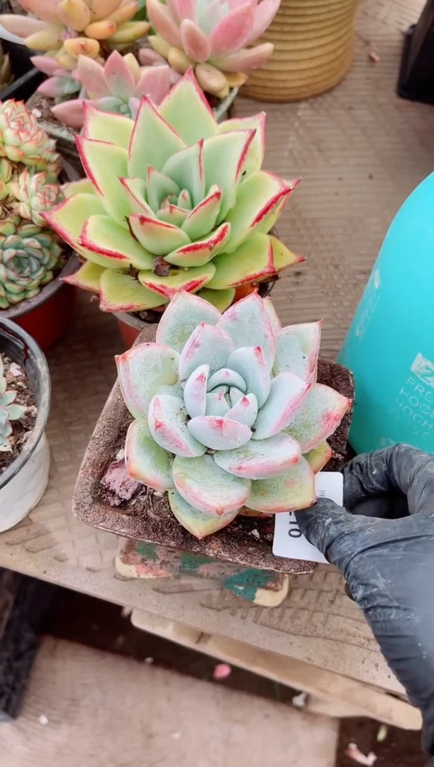 点*08209多肉植物一物一拍
