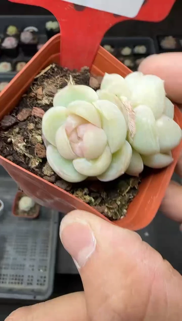 【闪购商品】一物一拍0219—143