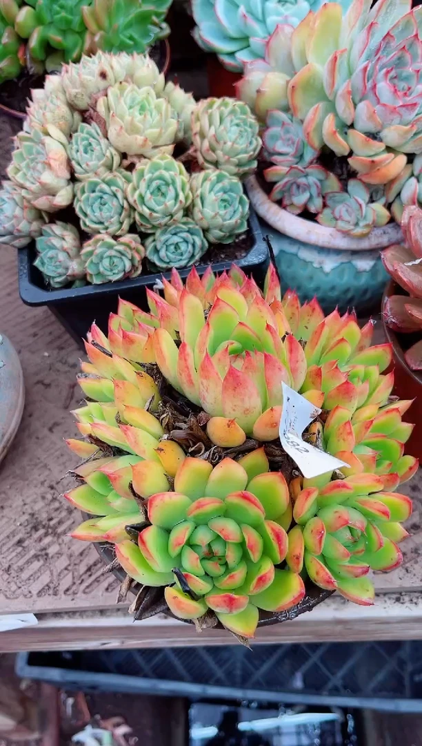 任*27082多肉植物一物一拍
