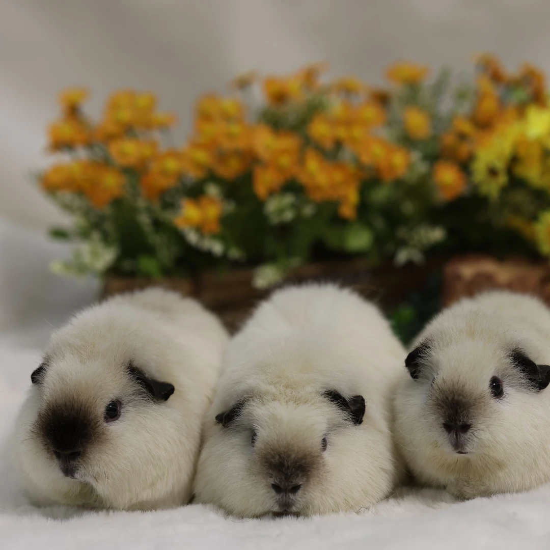 可选多个价格一物一拍荷兰猪豚鼠天竺鼠活体京东包邮