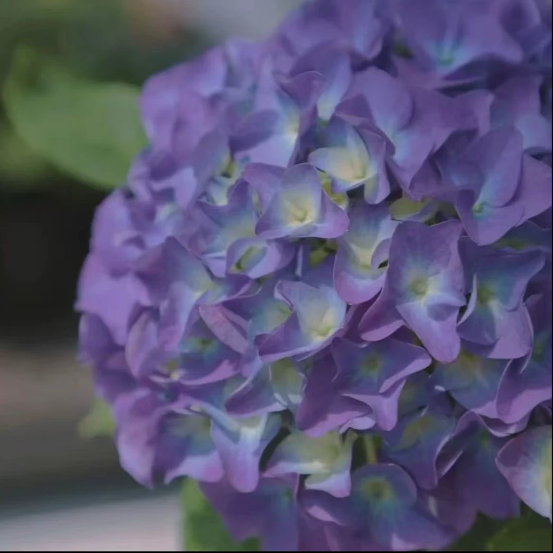 【魔幻紫水晶】紫色2大花多季节新老枝室外庭院新手耐寒耐热