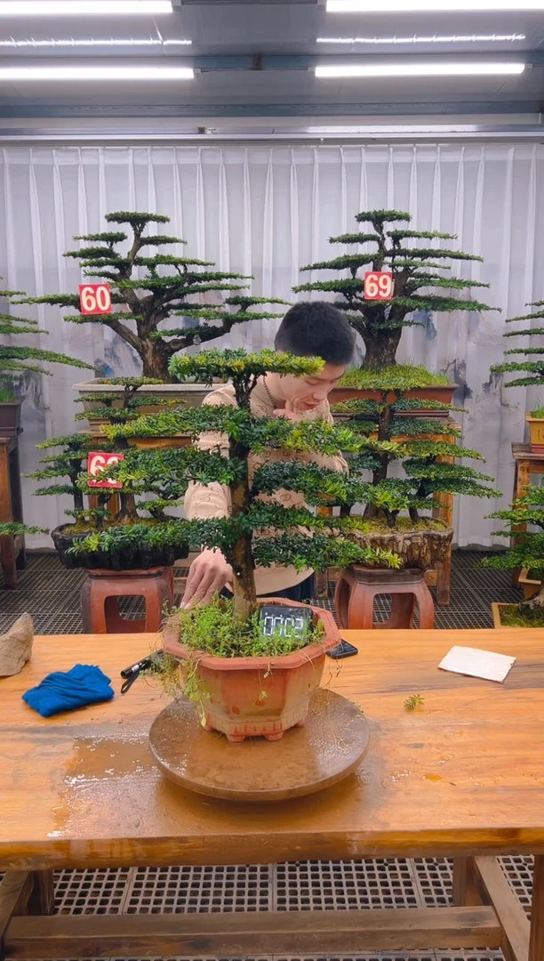 【闪购商品】紫砂精品盆景直播间一物一拍