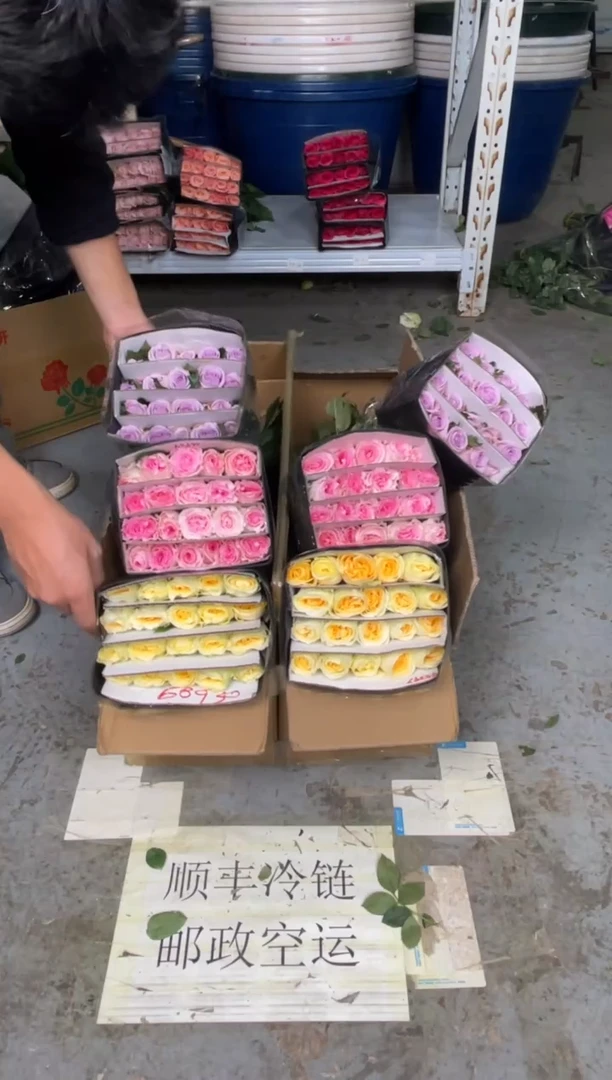 奶油杯20枝+洛神20枝+海洋之歌