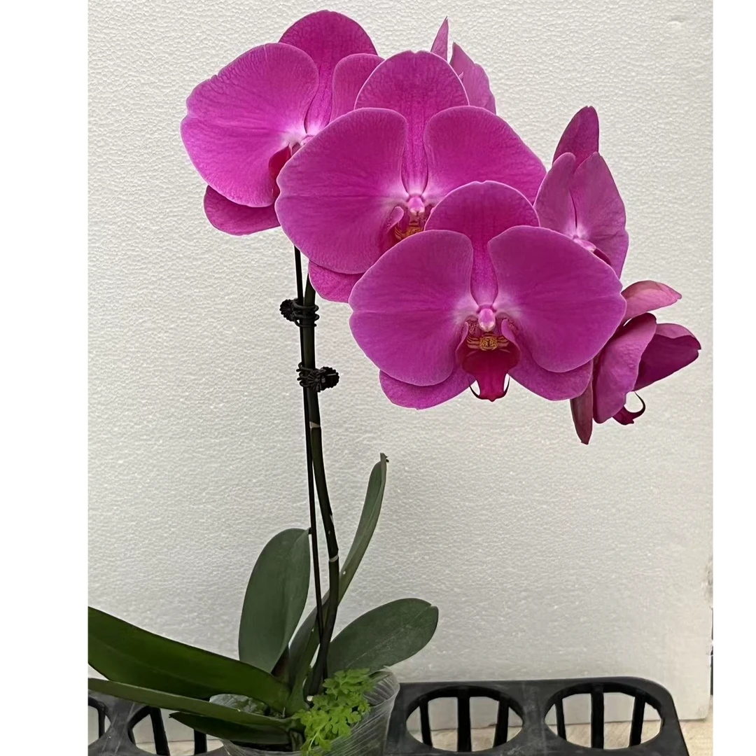 星光 3.0寸杯大苗 大花开花发货室内双君花卉