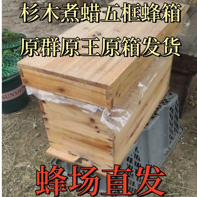 中蜂土蜂蜂群带杉木煮蜡五框蜂箱 精选中蜂原群原王原脾原箱批发