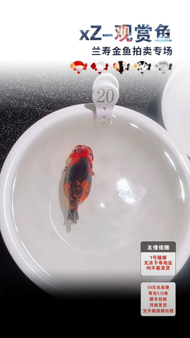 海水鱼包装必拍未拍顺丰到付20号