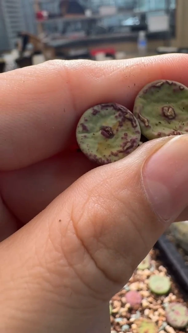 7-302多肉植物肉锥