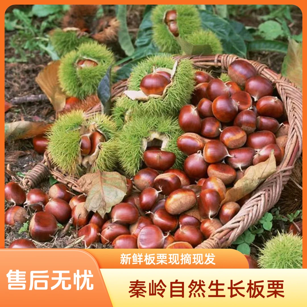 陕西秦岭自然生长板栗果肉饱满自然熟透新鲜板栗现摘现发