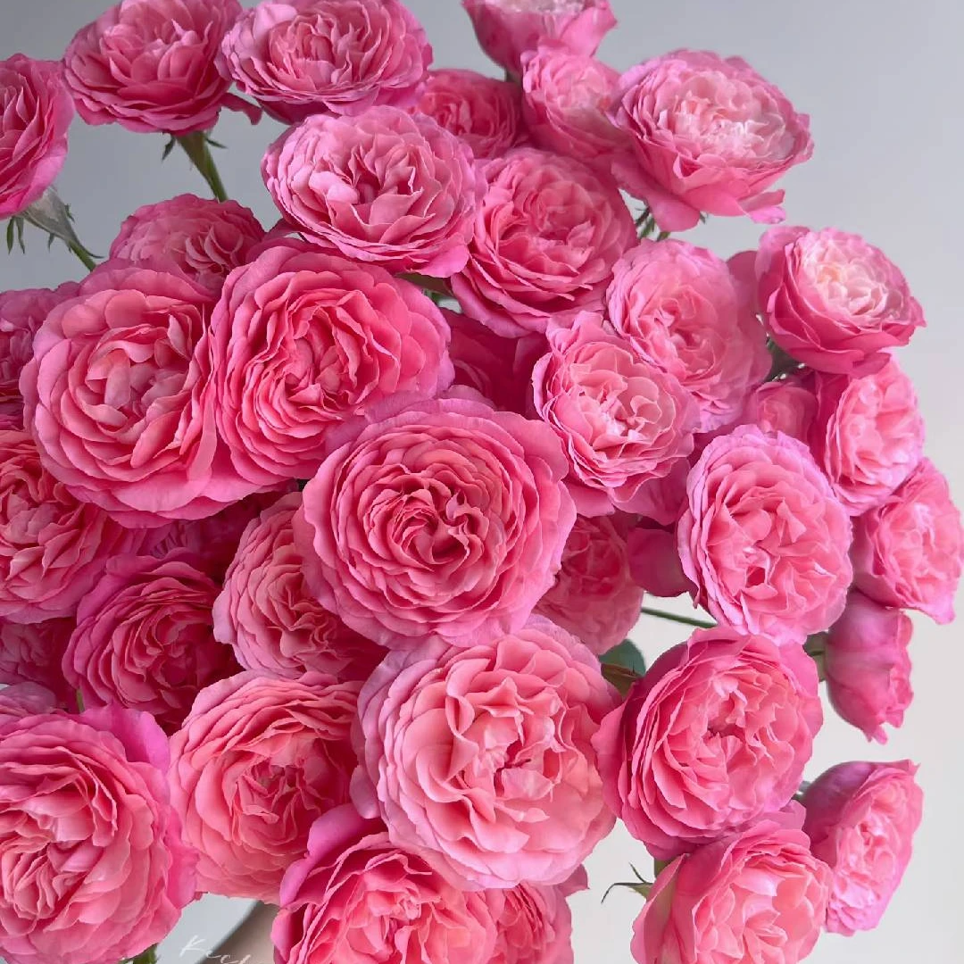 【盼盼520宠粉】胭脂公主泡泡玫瑰 一单陆运/两单升级冷链 云南鲜花