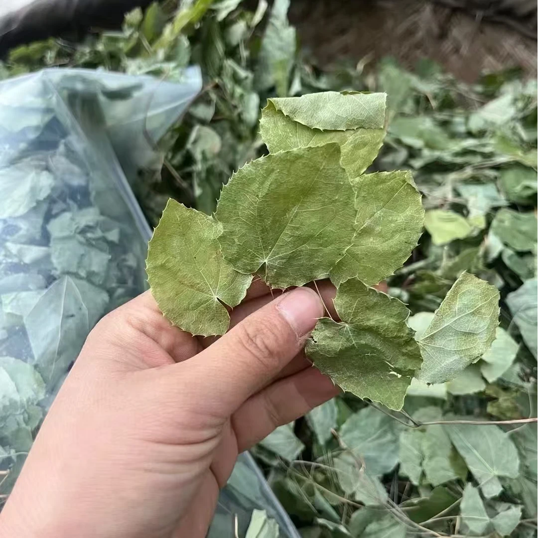 正宗甘肃小圆叶三枝九叶草野生山货泡酒自然晾晒产地直发