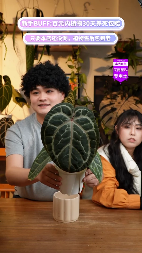 不开花植物神奇男孩（纯 紫脉 肌肉感强）