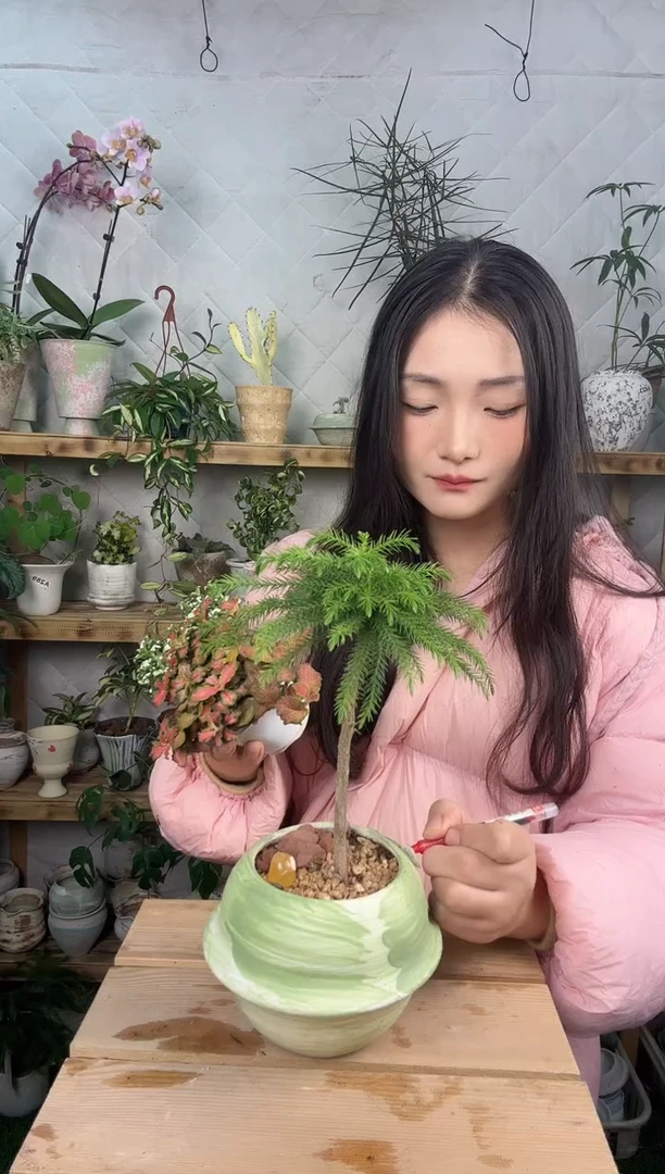 无花朵576南洋杉加盆一套