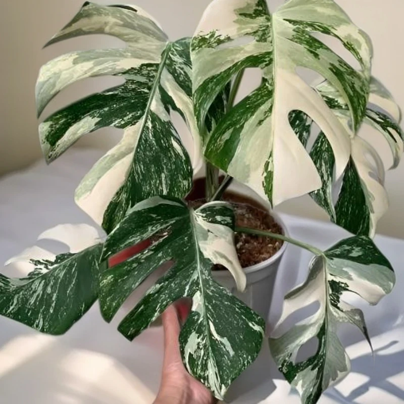 白锦龟背竹室内网红绿植叶片纹理细腻美观好养活净化空气